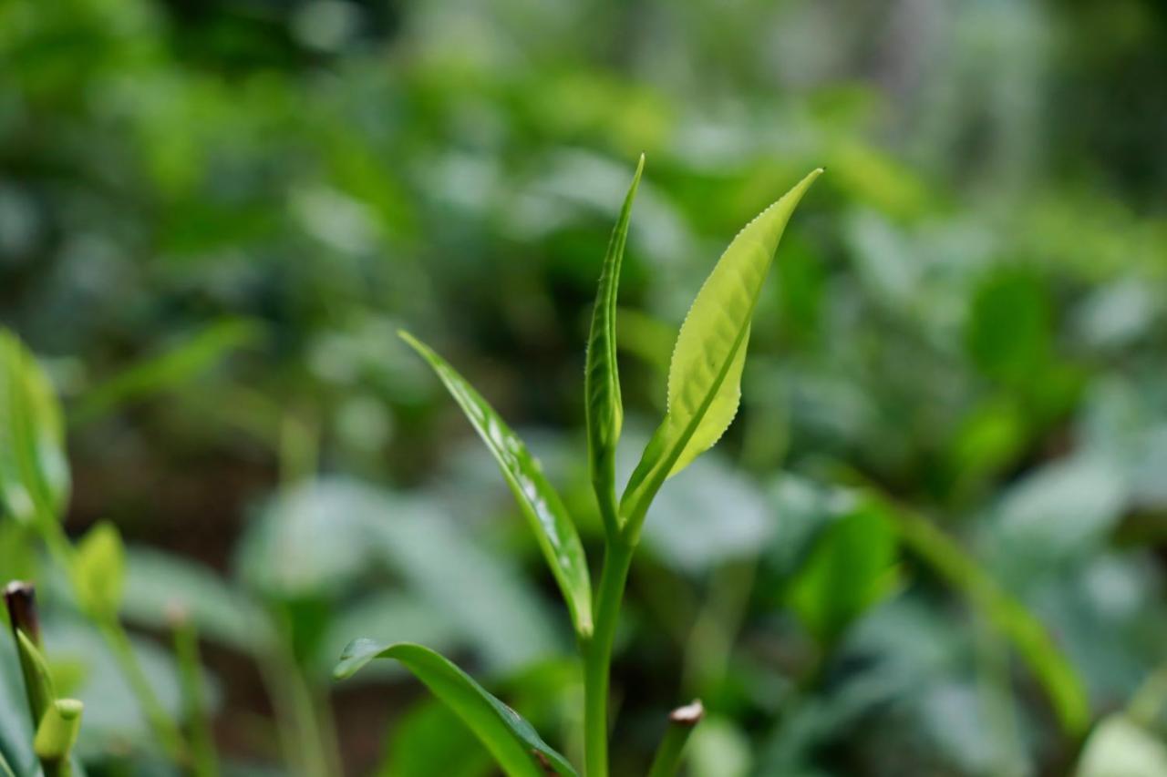 Paradise Eco Garden 基图尔格勒 外观 照片