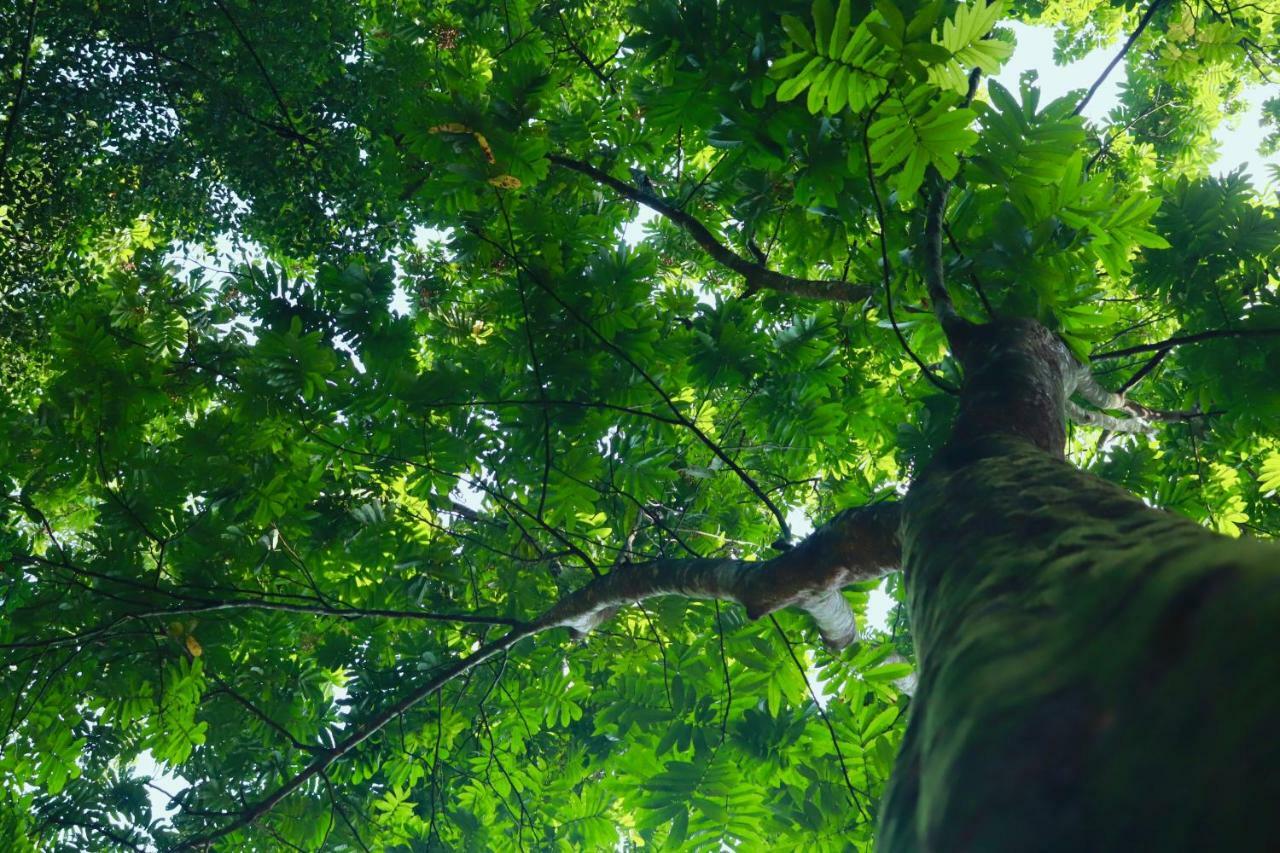 Paradise Eco Garden 基图尔格勒 外观 照片